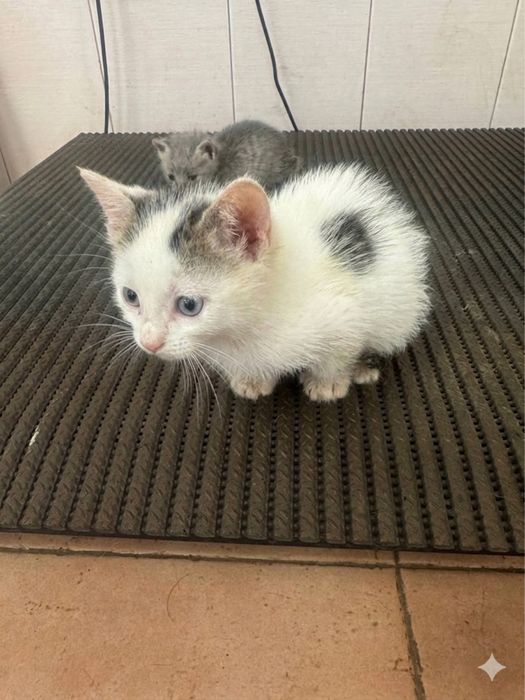 ПОДАРЯВАМЕ МЪЖКО КОТЕ обезпаразитено с хигиенни навици