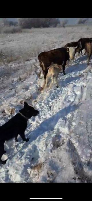 Щенки немца рабочие пастухи