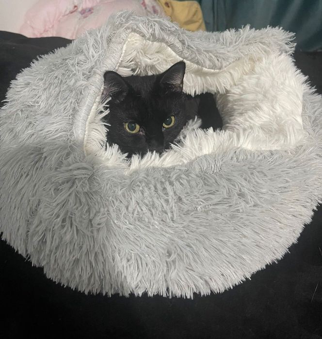 Кошка ищет семью