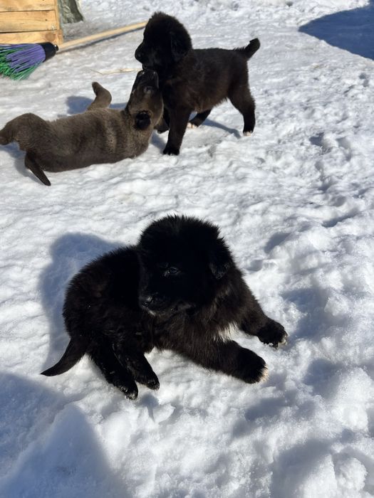 Отдам в добрые руки