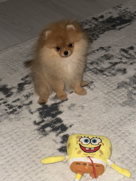 Померанский шпиц (крохотная девочка)