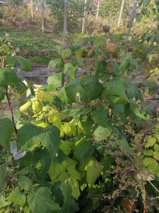 Butasi de zmeură 2lei firu