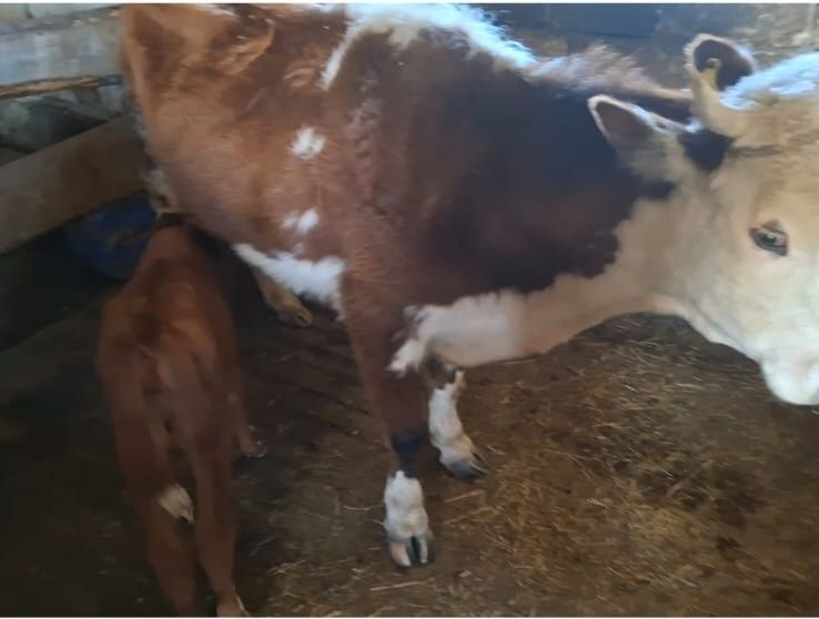 Сиыр ургашы бузауымен