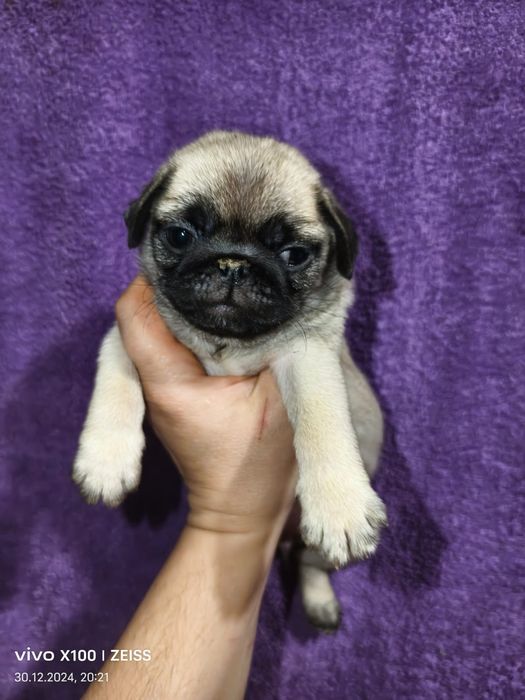 Очаровательные щенки мопса.