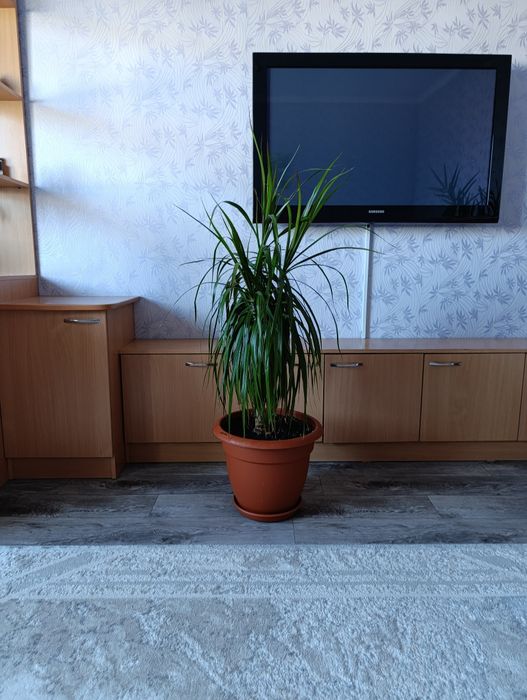 Драцена (пальма)