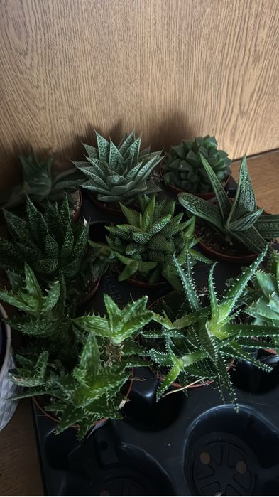 Palmieri/Aloe Vera/Yucca