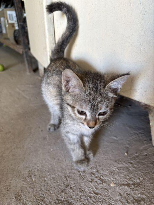 Бесплатно отдам котенка