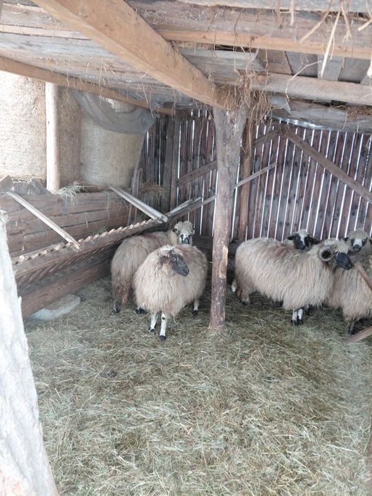 Oi de vanzare tinere