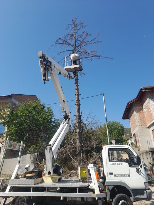 Рязане и кастрене на опасни дървета