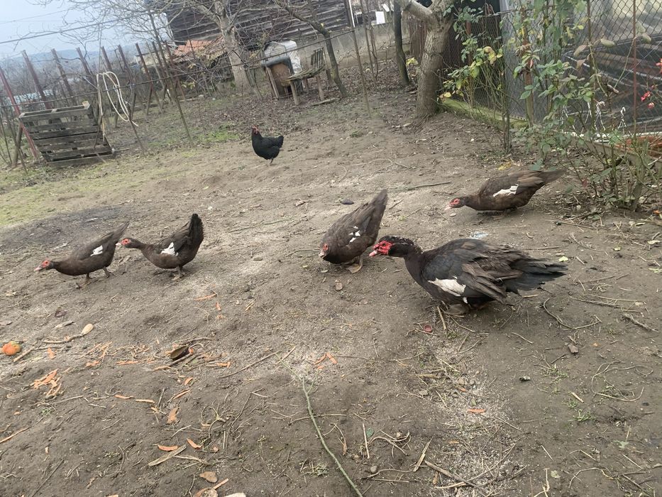 Rate lesesti ciocolatii