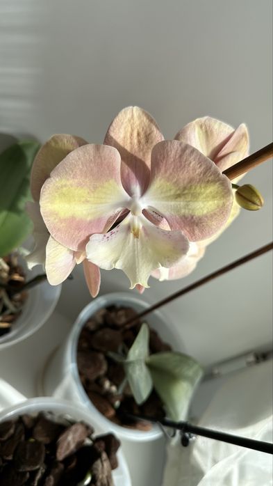 Phal. Unicorn Rainbow