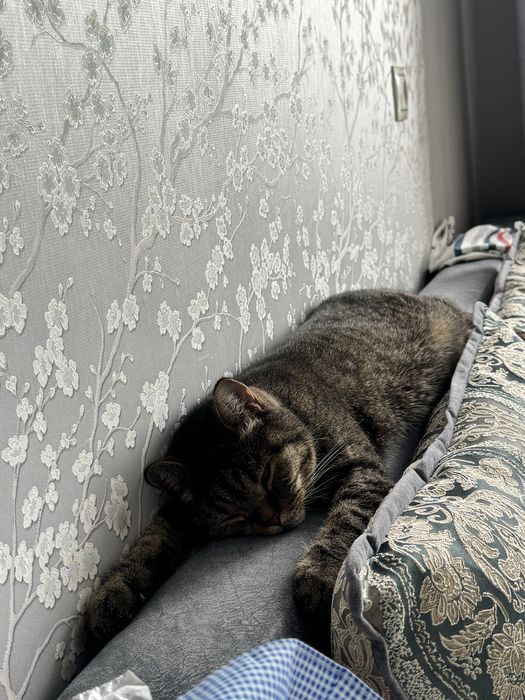 Домошняя кошка питомец