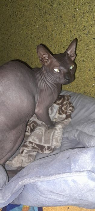 Чёрный канадский сфинкс вязка