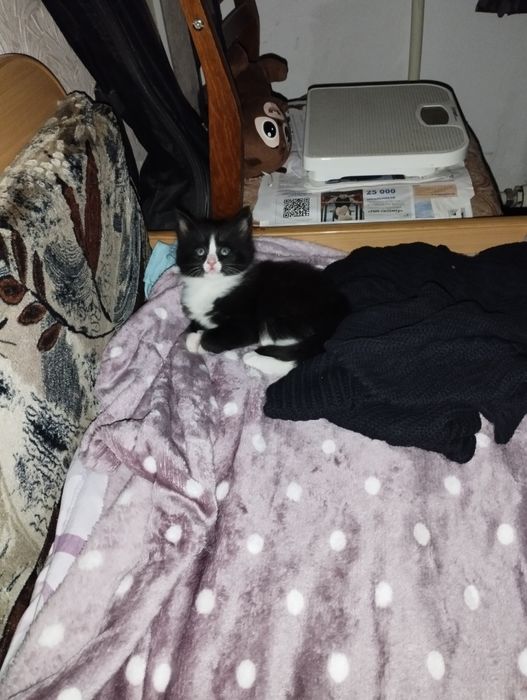 Отдаём котят в добрые руки