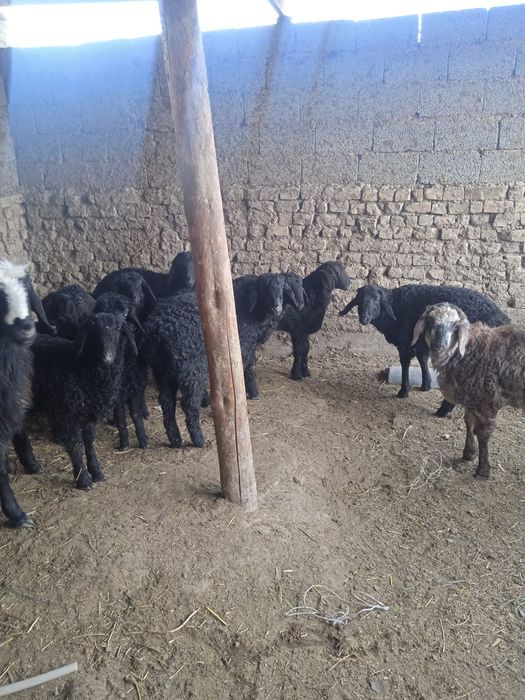 Козы сатылады кой