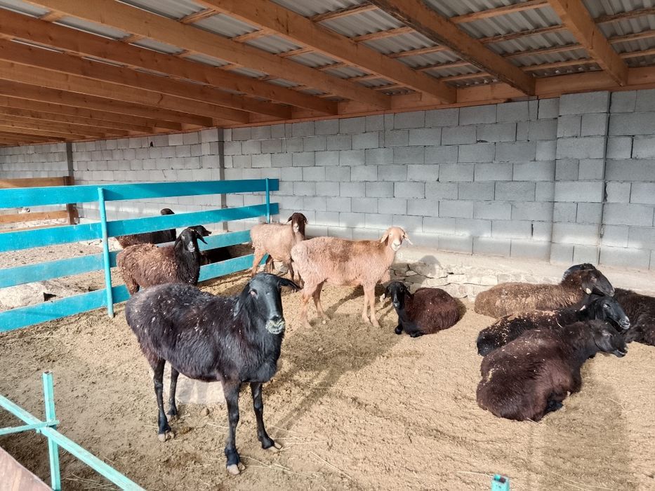 Саулық қойлар сатылады