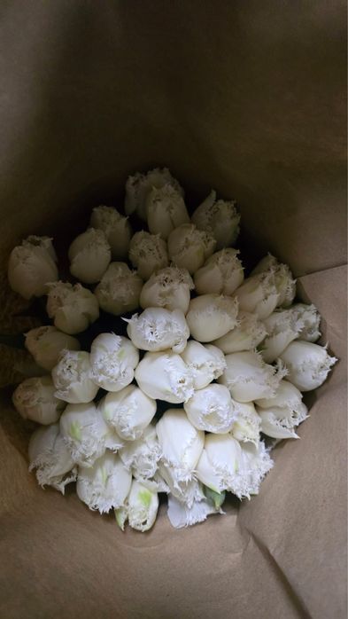 Тюльпаны на 8 марта сорт гигант