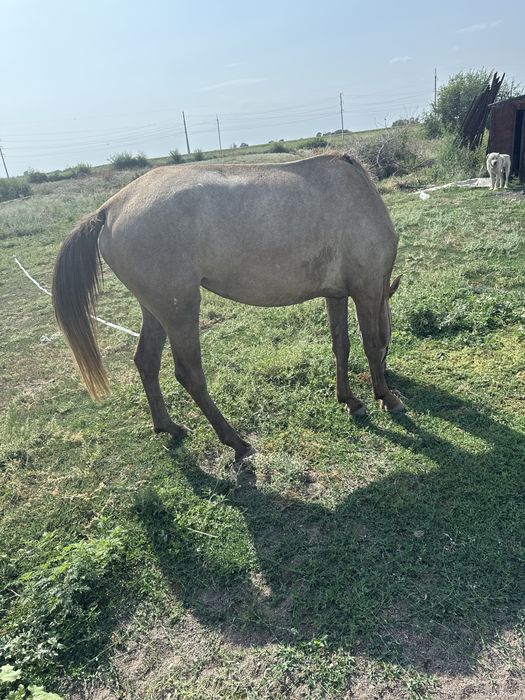 Продаю кобылу!