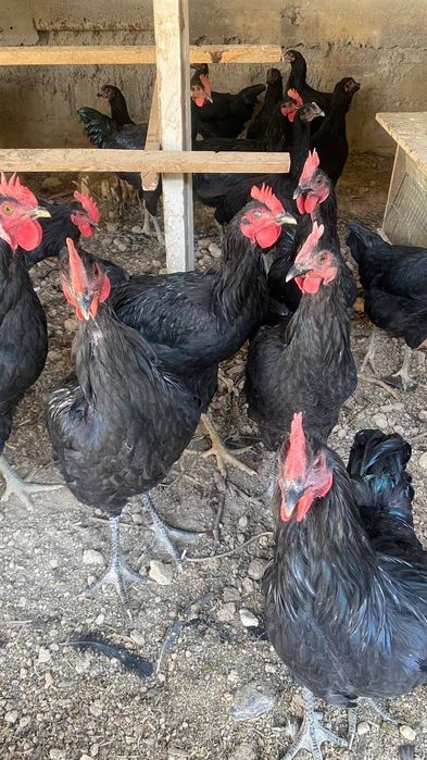 Qora shaxzoda tuxumlari sotiladi.