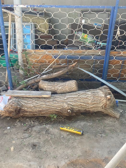 dutor uchun tut daraxti