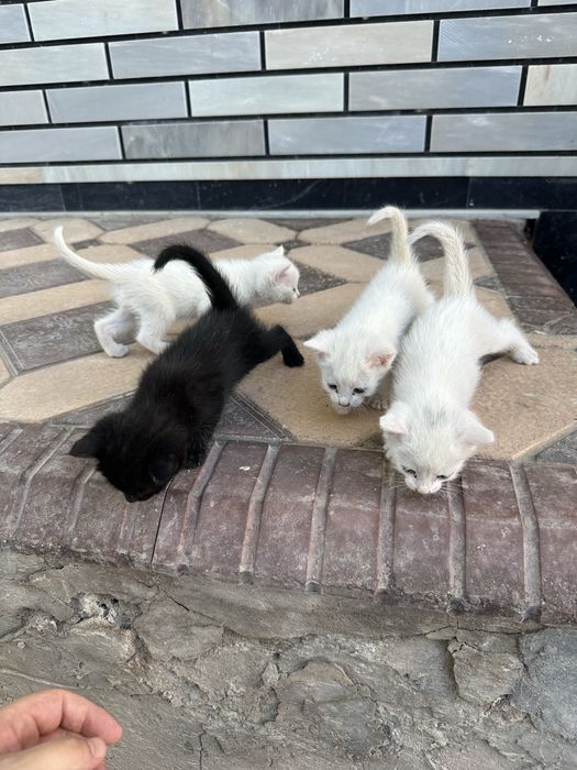 Отдам бесплатно в хорошие руки