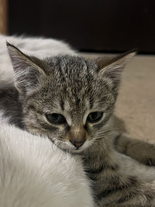 Бесплатно котёнок