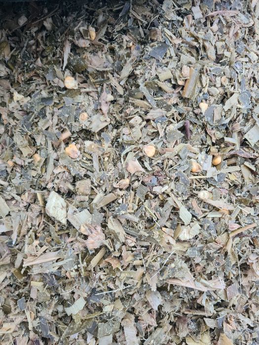 Царевичен силаж 2025