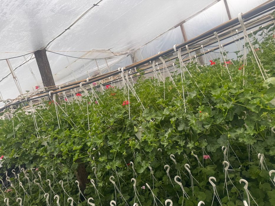 Muscate engro la pret de producator