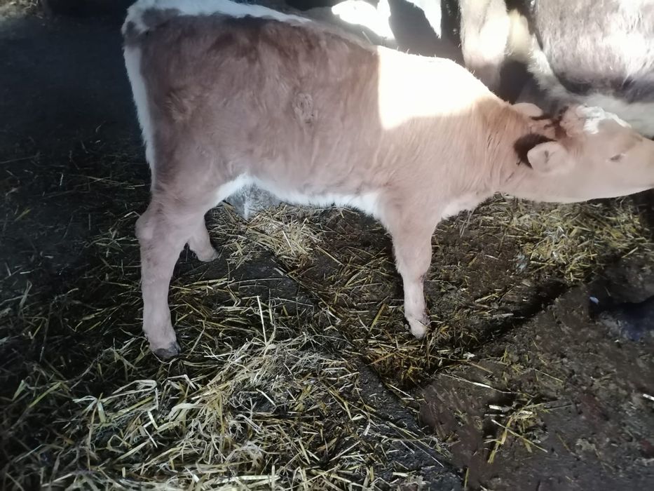 Vând 2 tăurași și 2 vițele