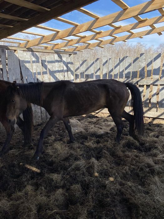 Лошади на откорм