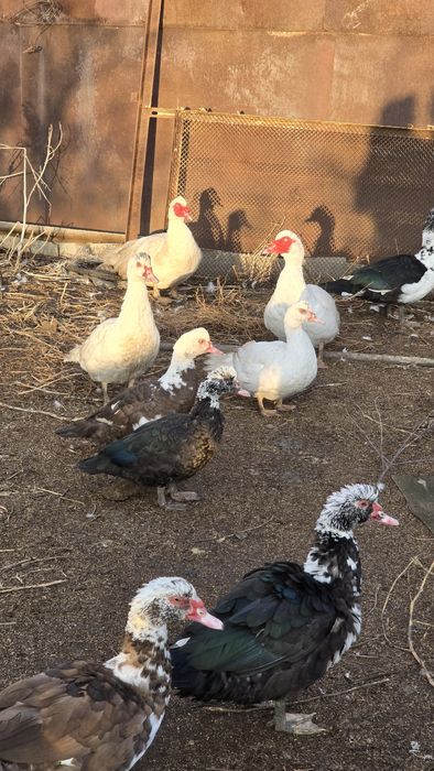 Индоутки продам .