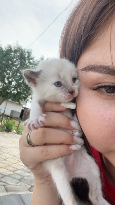 кошка, мальчик. Село байсерке..