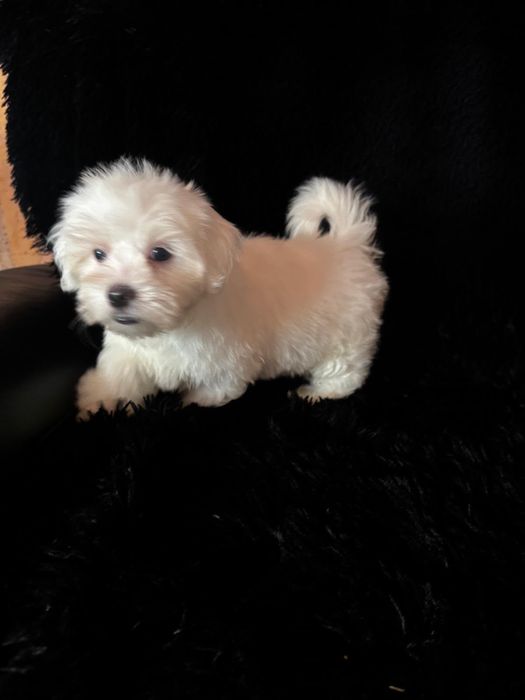 Bichon maltez baiat