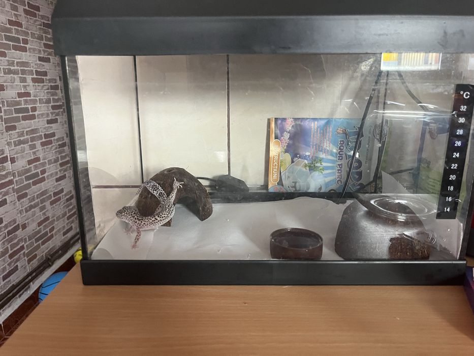 Leopard Gecko mascul 6–8 luni + terariu complet – ridicare personală