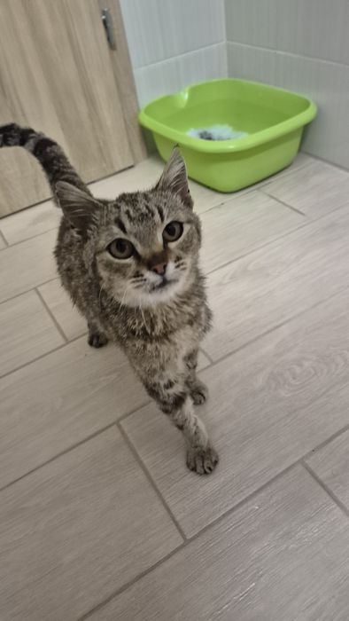 Peticel pisica blanda