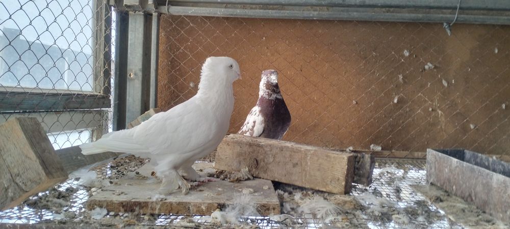 Кептер          .