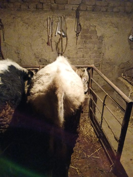 Продам бычков ...