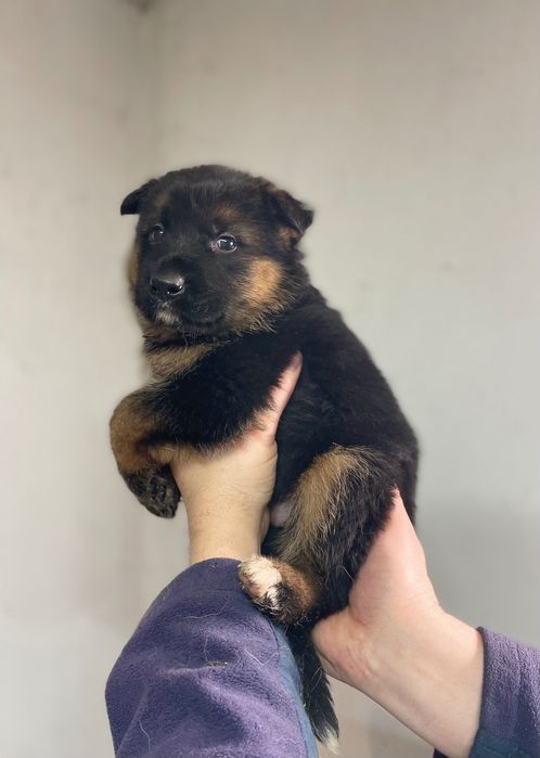 Бронь на щенеков немецкой овчарки