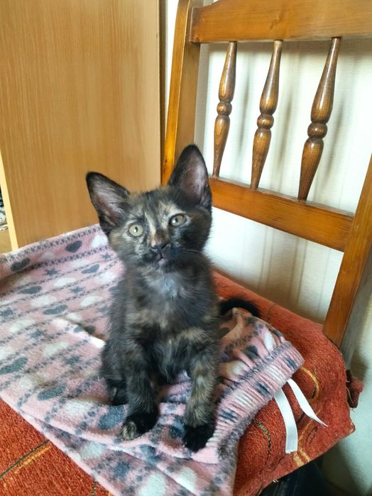 Ема си търси дом!