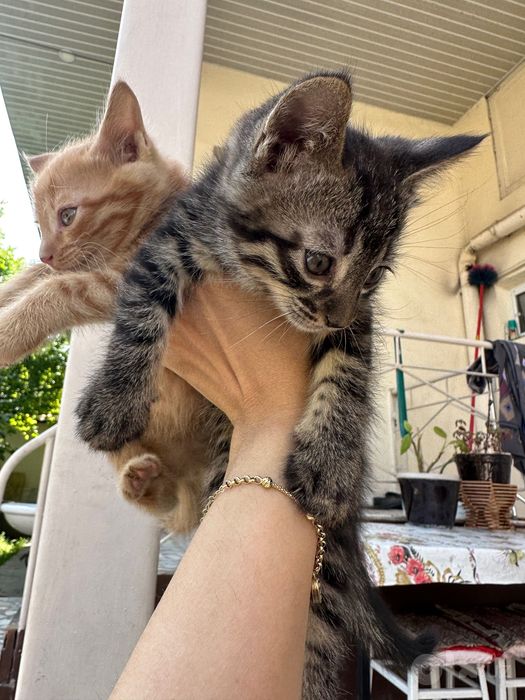 Котята отдам даром
