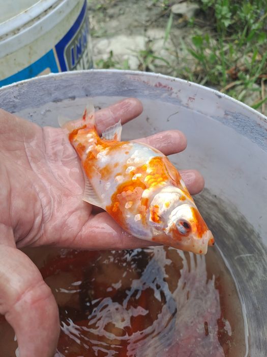 PEṢTI  coi  Diferite culor si la dif  márim .Sînt fe la 1 la6 ani