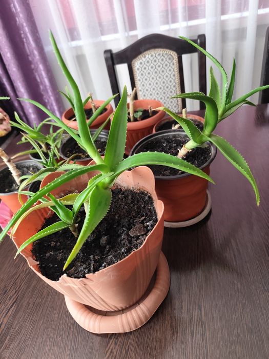 Алоэ комнатные растения
