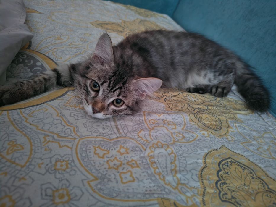 Кошку в хорошие руки