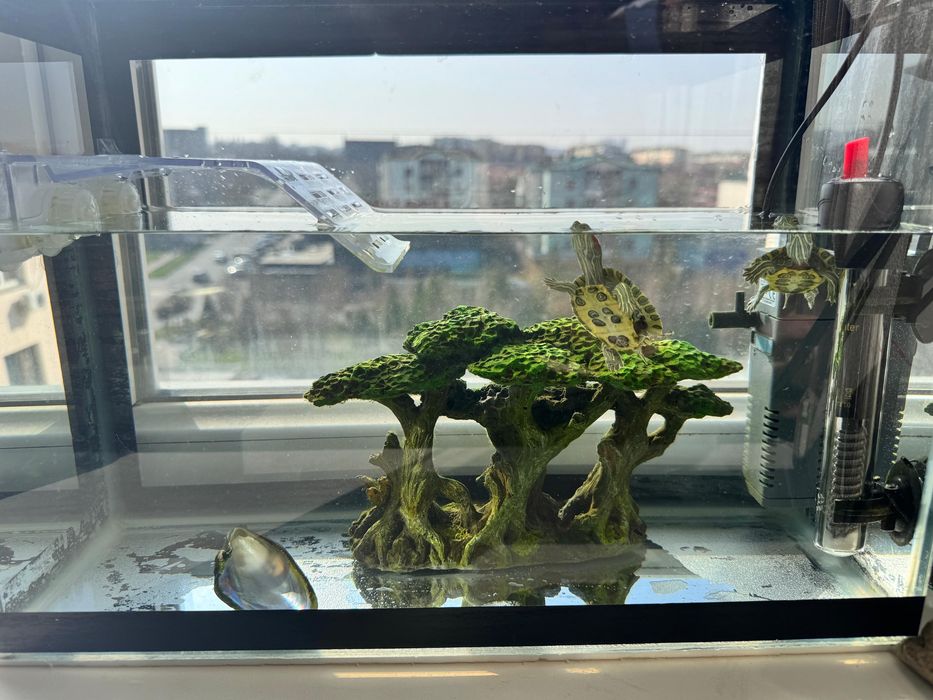 Черепашки с аквариумом+ фильтр, обогреватель