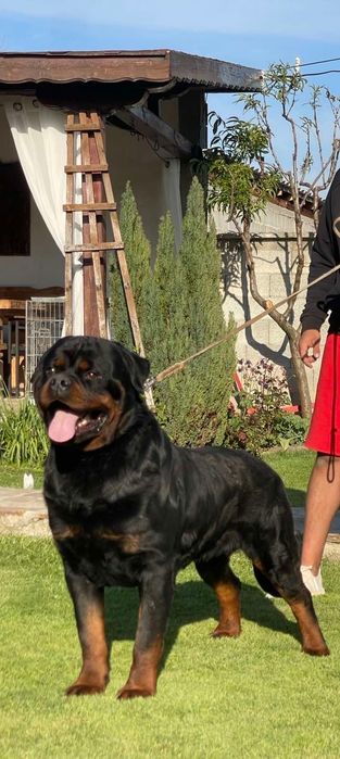 Чистокръвно Ротвайлерче