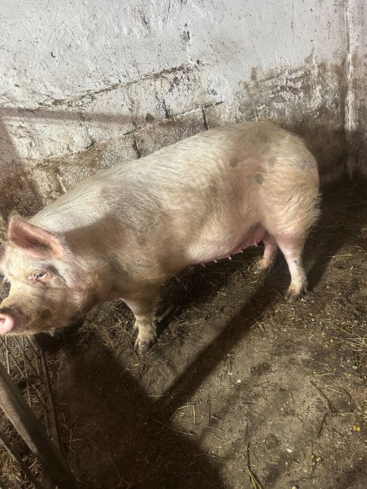 Gestantă în 2 luni