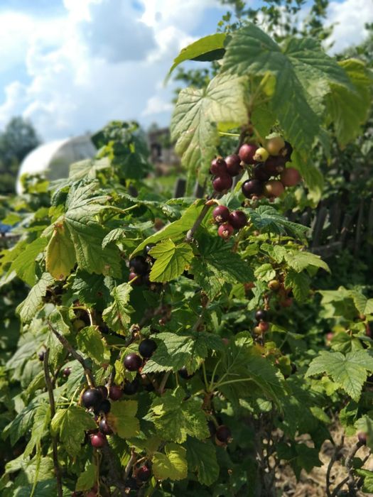 Продам дачу в СТ Борки