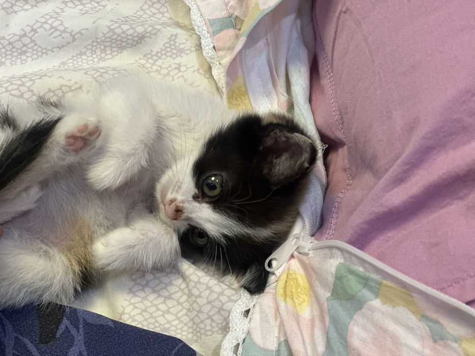 кошка, девочка в добрые руки