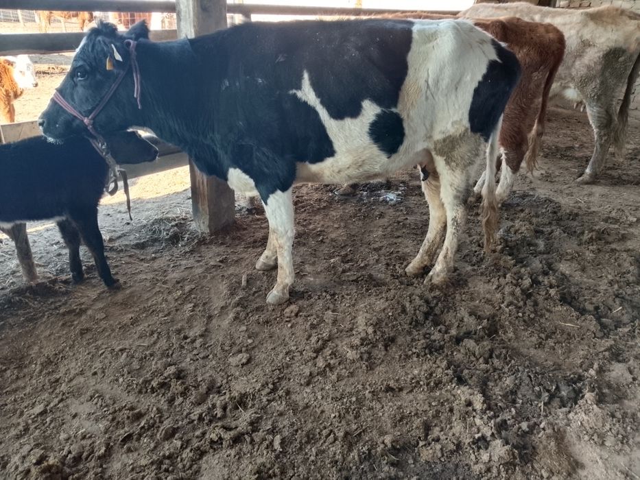 Бузаулы сиыр сатылады