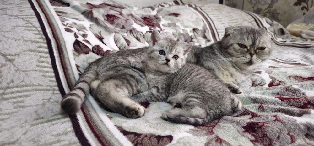 Котята Скоттиш фолд и Страйт